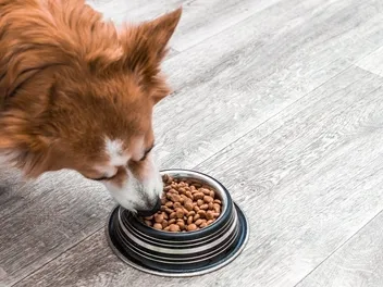 10 Best Dog Food Toppers in 2026: Reviews & Top Picks