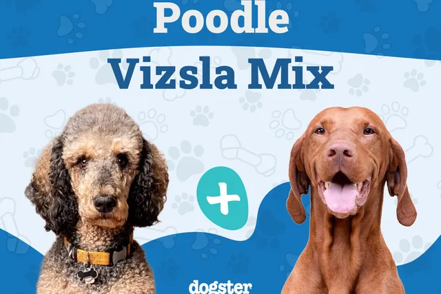 Poodle Vizsla Mix (Vizsladoodle): Info, Pictures, Care Guide & More