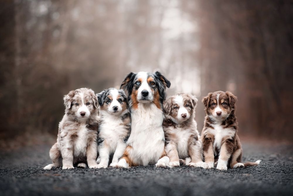 mother dog and her puppies outdoor