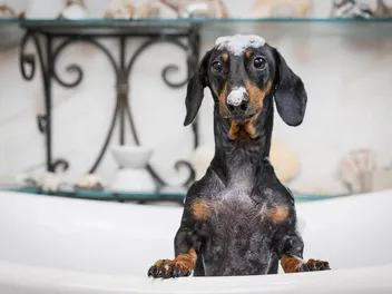 7 Best Flea Shampoos for Dogs in 2026 - Reviews & Top Picks