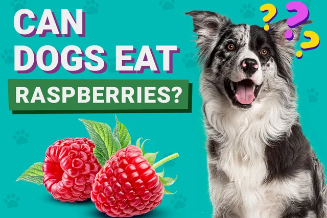 Can Dogs Eat Raspberries? Vet-Verified Nutrition Facts & FAQ