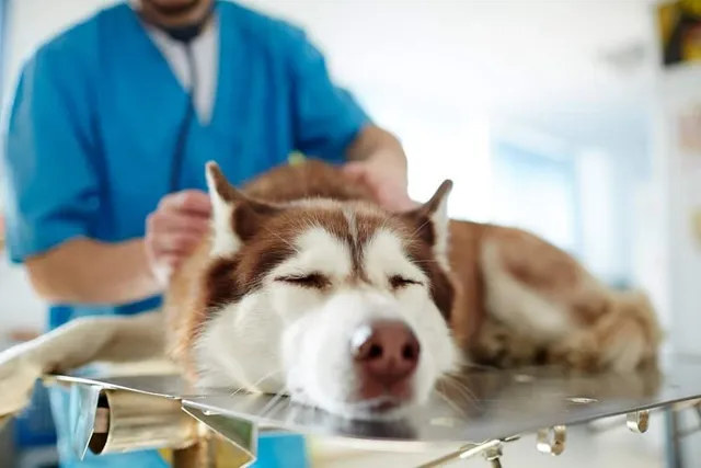 Hip Dysplasia in Dogs: Signs, Treatment & Prevention