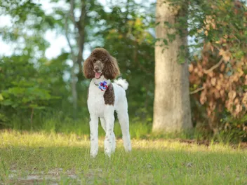 22 Hypoallergenic Dog Breeds: Info, Pictures & Origin
