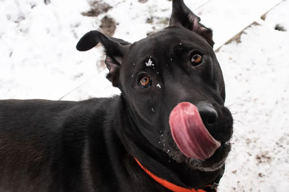 German Shepherd Black Lab Doggy