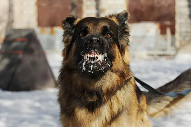 How Do Dogs Get Rabies? Vet-Verified Transmission Explained