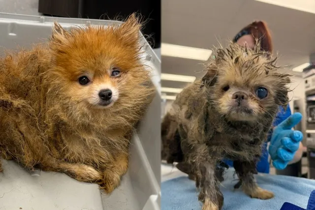 The Ultimate Adoption Glow-Ups: From Squalor to Splendor