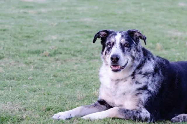 German Shepherd Australian Shepherd Mix: Info, Pictures, Care & More