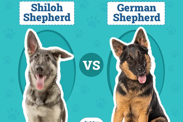 Shiloh Shepherd vs. German Shepherd: Main Differences (With Pictures)
