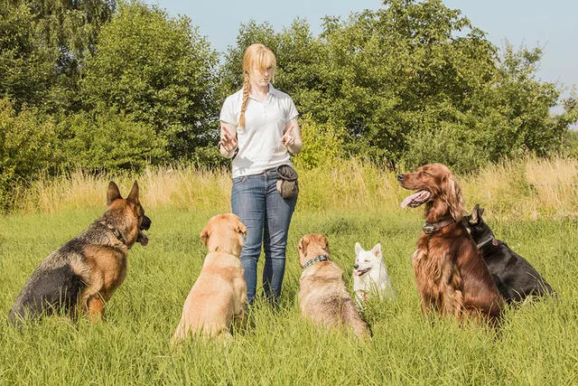 5 Modern Dog Training Methods: Vet-Reviewed Facts & FAQ