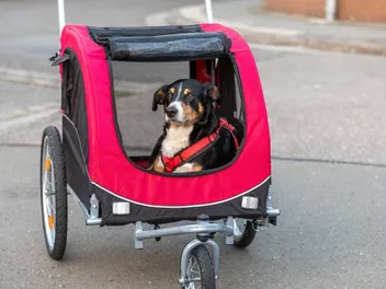9 Best Dog Bike Trailers In 2026: Reviews & Top Picks