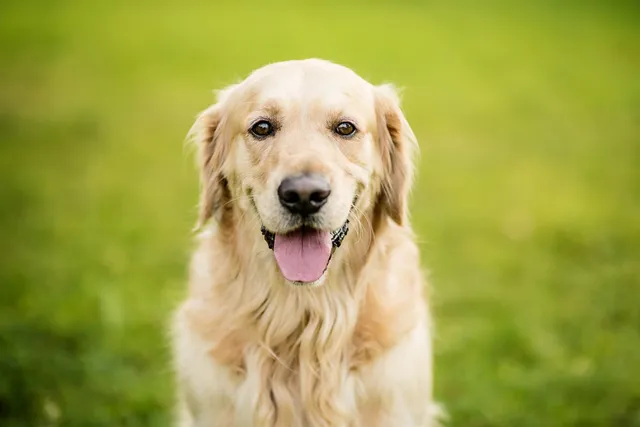 16 Interesting Golden Retriever Facts: Origins, Appearance & More
