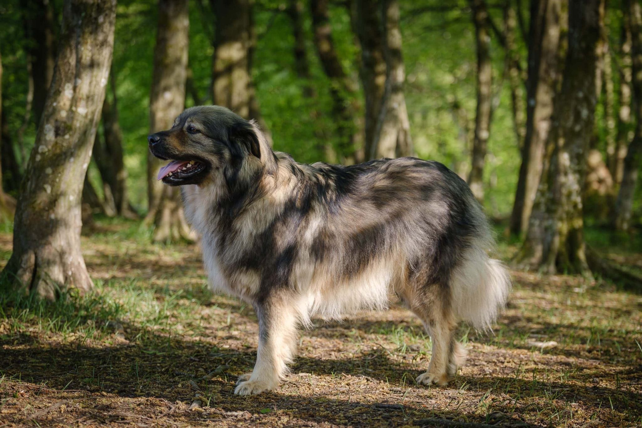 Karst Shepherd Dog Breed Guide: Info, Pictures, Care & More