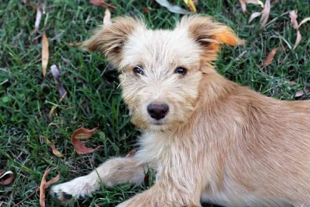 Poo Shi (Poodle & Shiba Inu Mix) Dog Breed: Info, Pictures & Care
