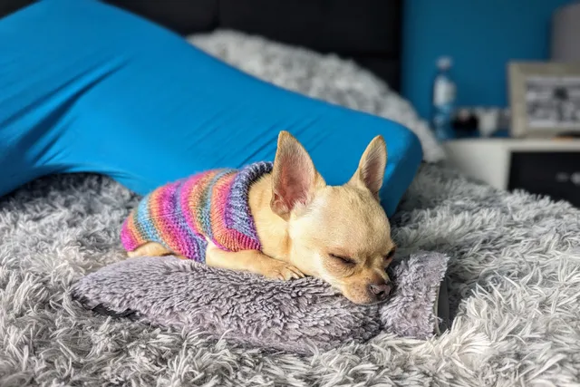 The Chihuahua & the Waterbed: Ned Floats Off to Sleep