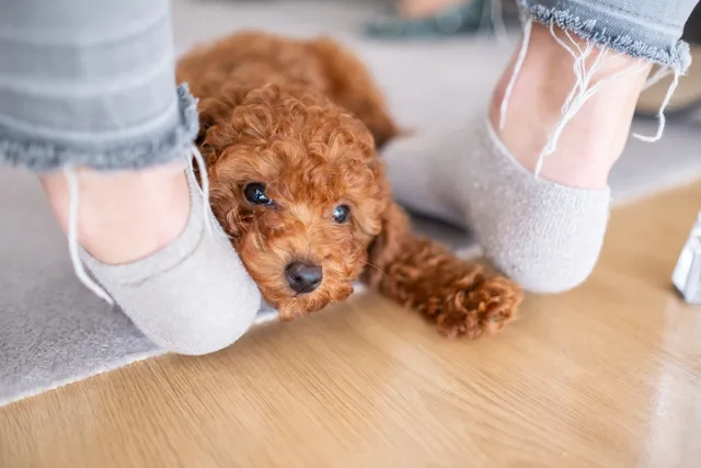 Why Do Dogs Like Socks? 4 Vet-Reviewed Reasons