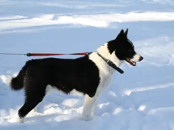 Karelian Bear Dog Breed: Info, Pictures, Traits & Care
