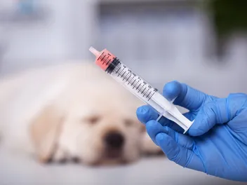 Can Dewormers Cause Seizures? Health & Safety Facts (Vet Answer)