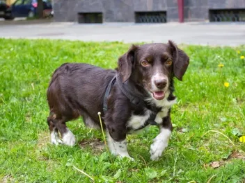 Westphalian Dachsbracke Dog Breed: Info, Pictures, Care & More