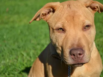 Why Do Dogs Have Whiskers? Canine Anatomy Explained