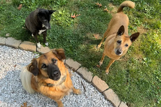 Turning My Dogs Into Perfect Houseguests Will Never Happen