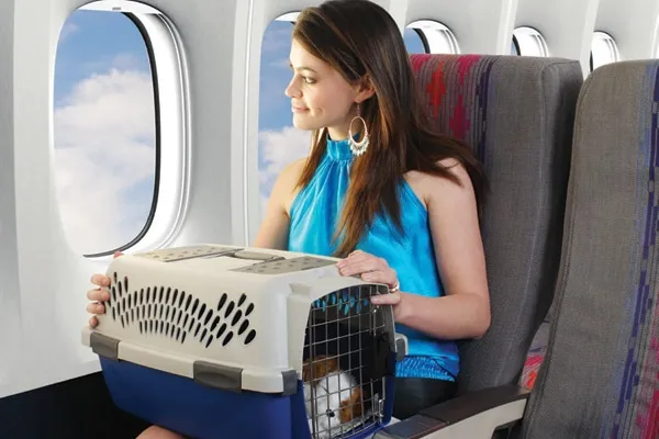 Traveling by plane with your dog