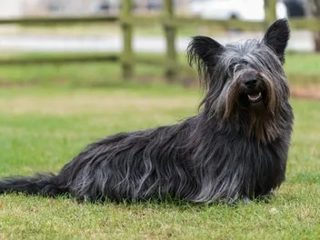 Skye Terrier Dog Breed: Info, Pictures, Facts & Traits