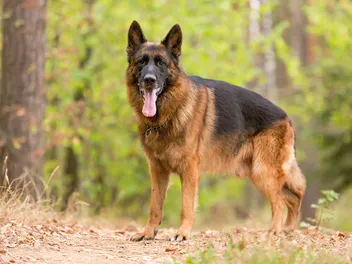 Why Are German Shepherds So Popular? 11 Great Reasons