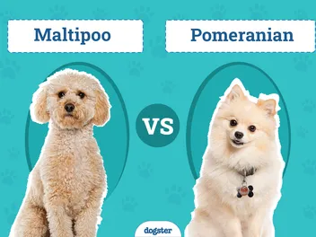 Maltipoo vs. Pomeranian: How Do They Compare? (With Pictures)