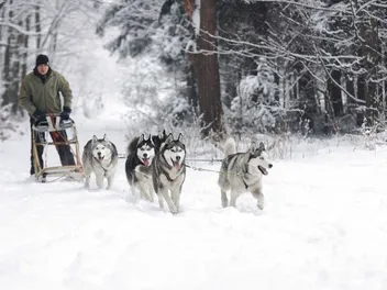 11 Amazing Facts About Sled Dogs: History, Sports & More