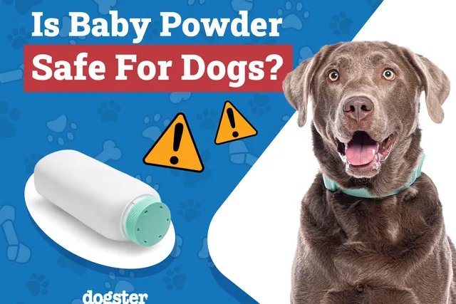 Is Baby Powder Safe for Dogs? Vet Approved Safety Advice