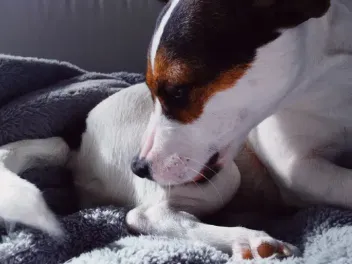 My Dog Licked Triple Antibiotic Ointment! Vet-Approved Advice