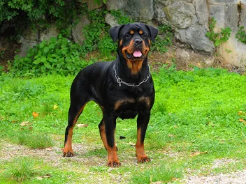 How Fast Can a Rottweiler Run? Vet-Verified Facts & Comparison Chart