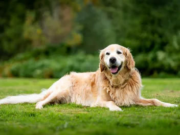 How Old Is 11 in Dog Years? Vet-Approved Guide to Each Size of a Dog