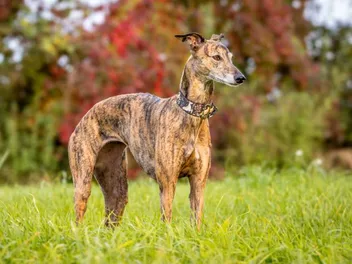 12 Whippet Pros & Cons: Temperament, Behavior & Care