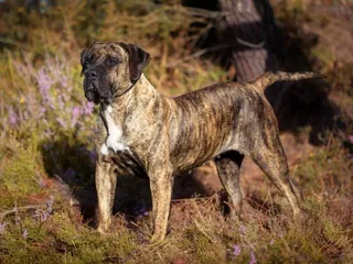 Can Dogs Live Outside? Vet-Approved Safety Tips & Facts