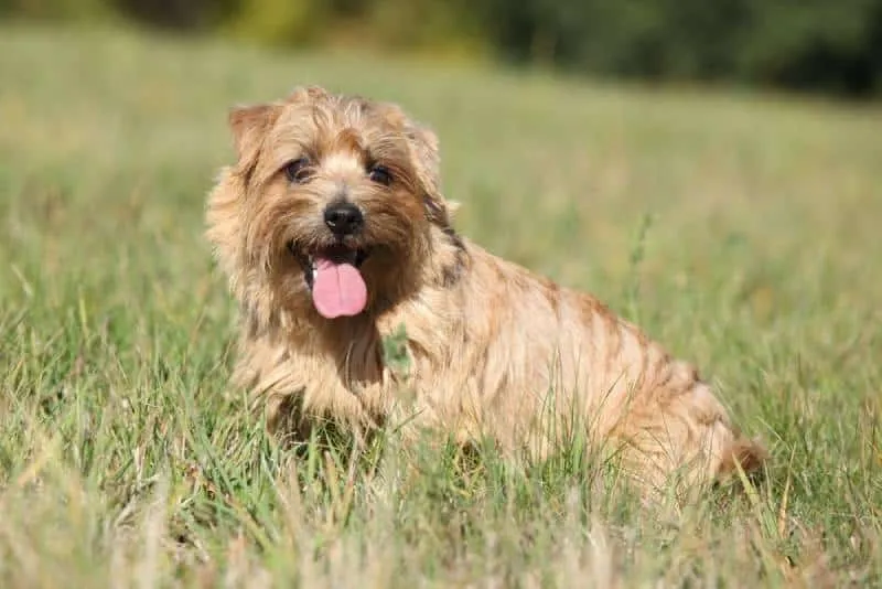 norfolk terrier outside with tongue out