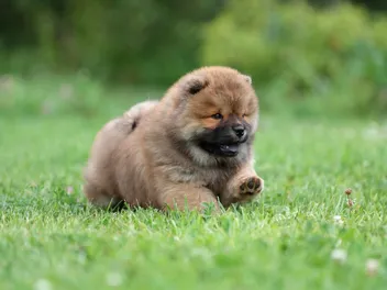 When Do Puppies Start Walking? Early Development Explained (Vet-Verified)