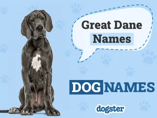 150+ Great Dane Names: The Most Popular Picks in 2026
