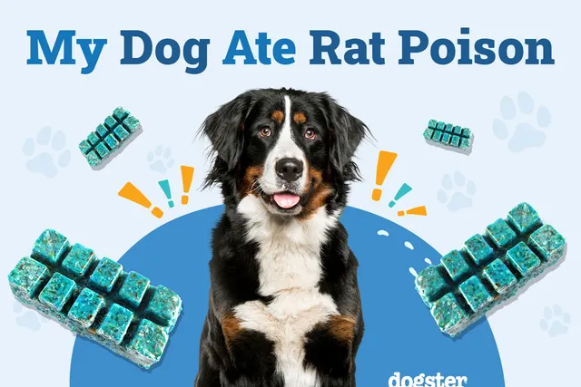 My Dog Ate Rat Poison: Here’s What to Do (Vet Answer)