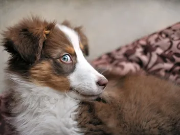 Dog Whale Eyes: Canine Body Language Explained