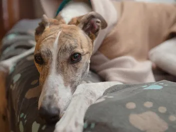 9 Types of Greyhound Body Language & Behaviors (What They Mean)