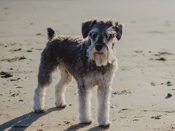 How Much Does It Cost to Own a Miniature Schnauzer? 2026 Price Guide