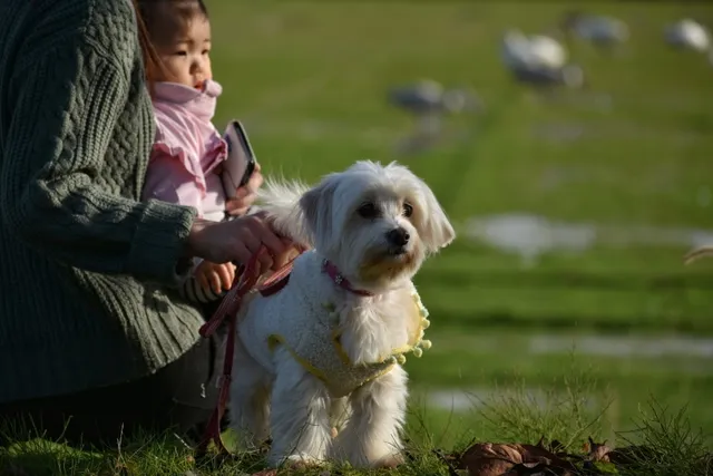 9 Great Off-Leash Dog Parks in San Antonio, TX You Can Visit Today