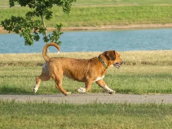 Beagi (Beagle & Corgi Mix): Info, Pictures, Care & More