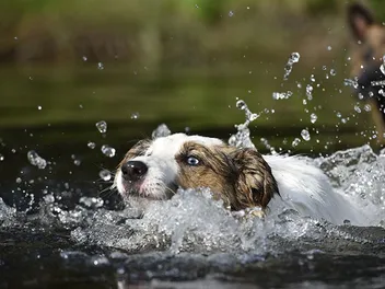 Swimmer’s Tail in Dogs: Vet Approved Signs, Causes & Treatment