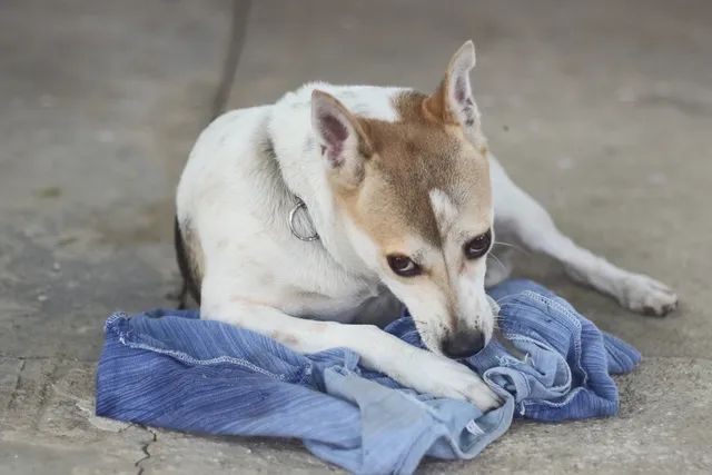 Why Does My Dog Steal My Clothes? 6 Likely Reasons & What to Do