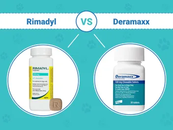 Rimadyl vs Deramaxx For Dogs: Our Vet Explains Safety, Usage & Which to Choose
