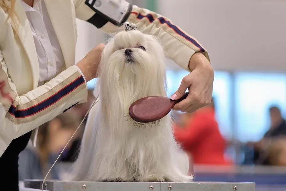 A woman's hand brushes a Maltese lapdog with a brush.