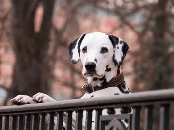 Are Dalmatians Born With Their Spots? Coat Color & Pattern Explained