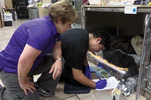 We Go Behind the Scenes at an Emergency Vet Hospital